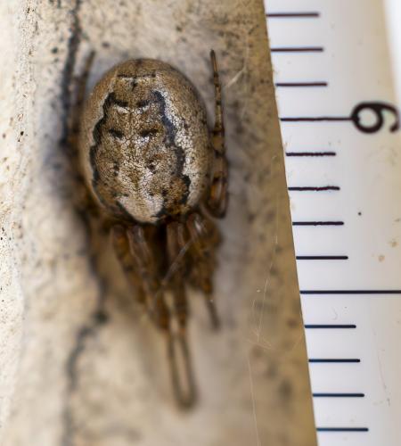 Zygiella x-notata